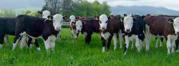 hereford calves