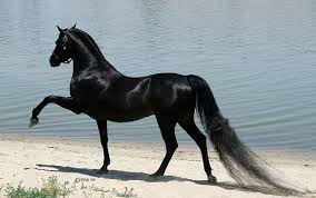 black horse fixya.com